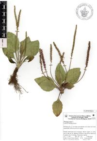 Plantago major image