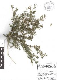 Lepidium didymum image