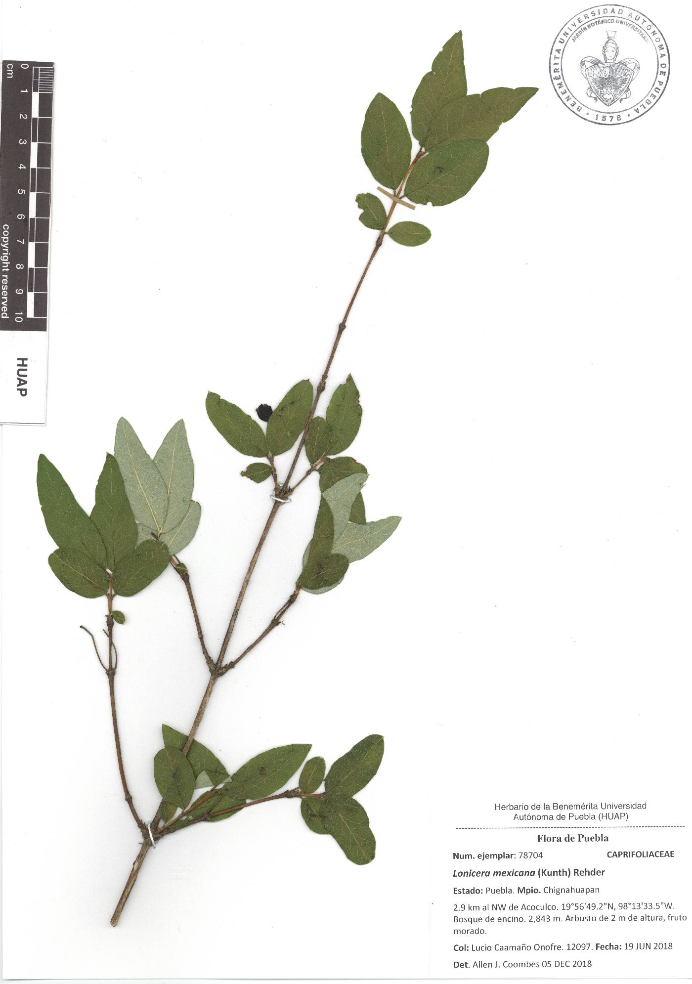 Lonicera mexicana image