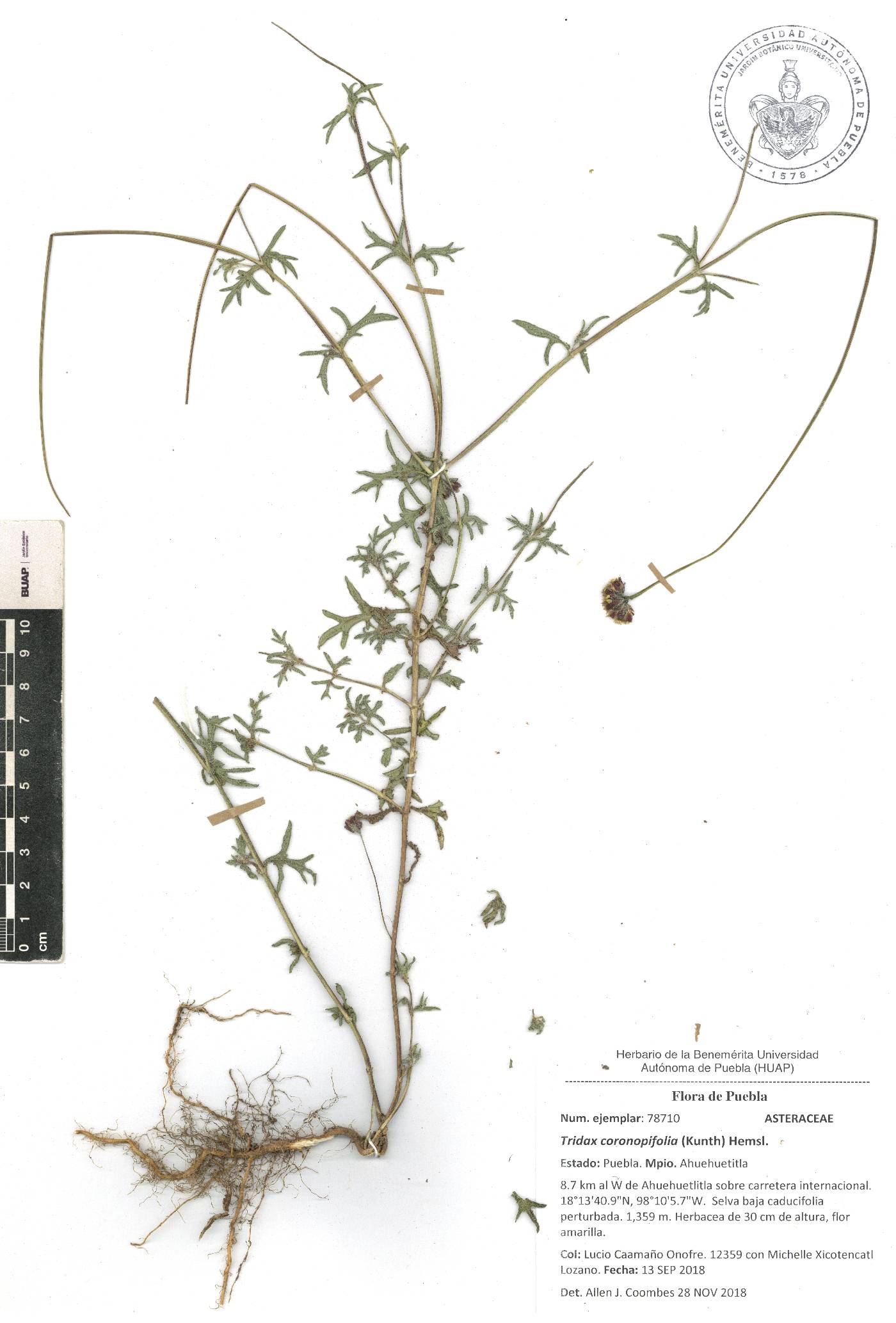 Tridax coronopifolia image