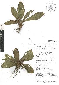 Plantago australis image