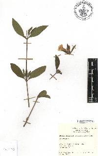 Ruellia ciliatiflora image