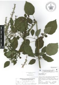 Salvia polystachia image