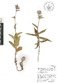 Tradescantia crassifolia image