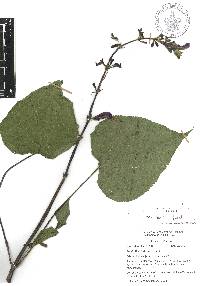 Salvia flaccidifolia image