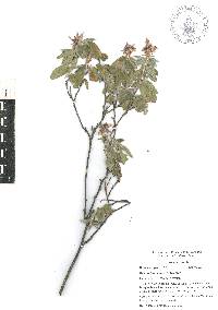 Desmodium conzattii image