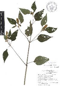 Salvia arthrocoma image