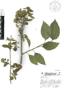 Cestrum roseum image