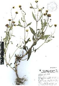 Tridax trilobata image