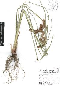 Cyperus hermaphroditus image