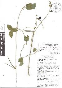 Macroptilium gracile image