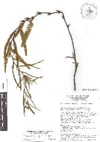 Chamaecrista serpens image