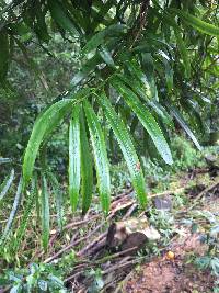 Podocarpus matudae subsp. matudae image