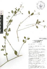 Euphorbia graminea image