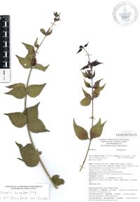 Russelia sarmentosa image