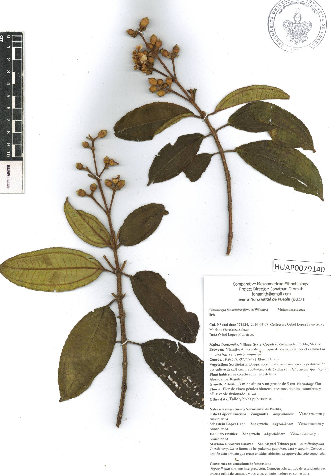 Miconia subhirsuta image