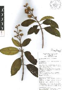 Miconia subhirsuta image