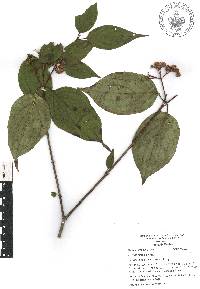 Cornus excelsa image