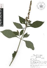 Salvia xalapensis image