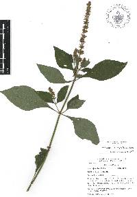 Salvia longispicata image