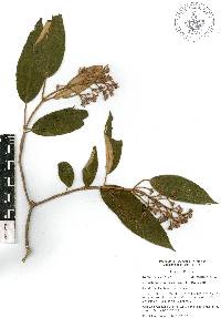 Miconia xalapensis image