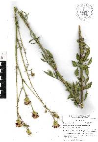 Adenophyllum glandulosum image