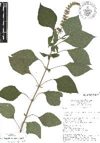 Salvia longispicata image