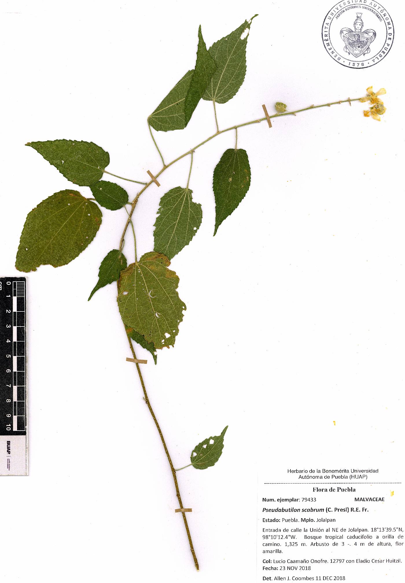 Pseudabutilon scabrum image