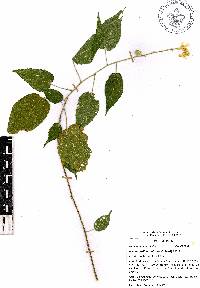 Pseudabutilon scabrum image