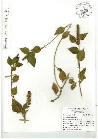 Acalypha phleoides image