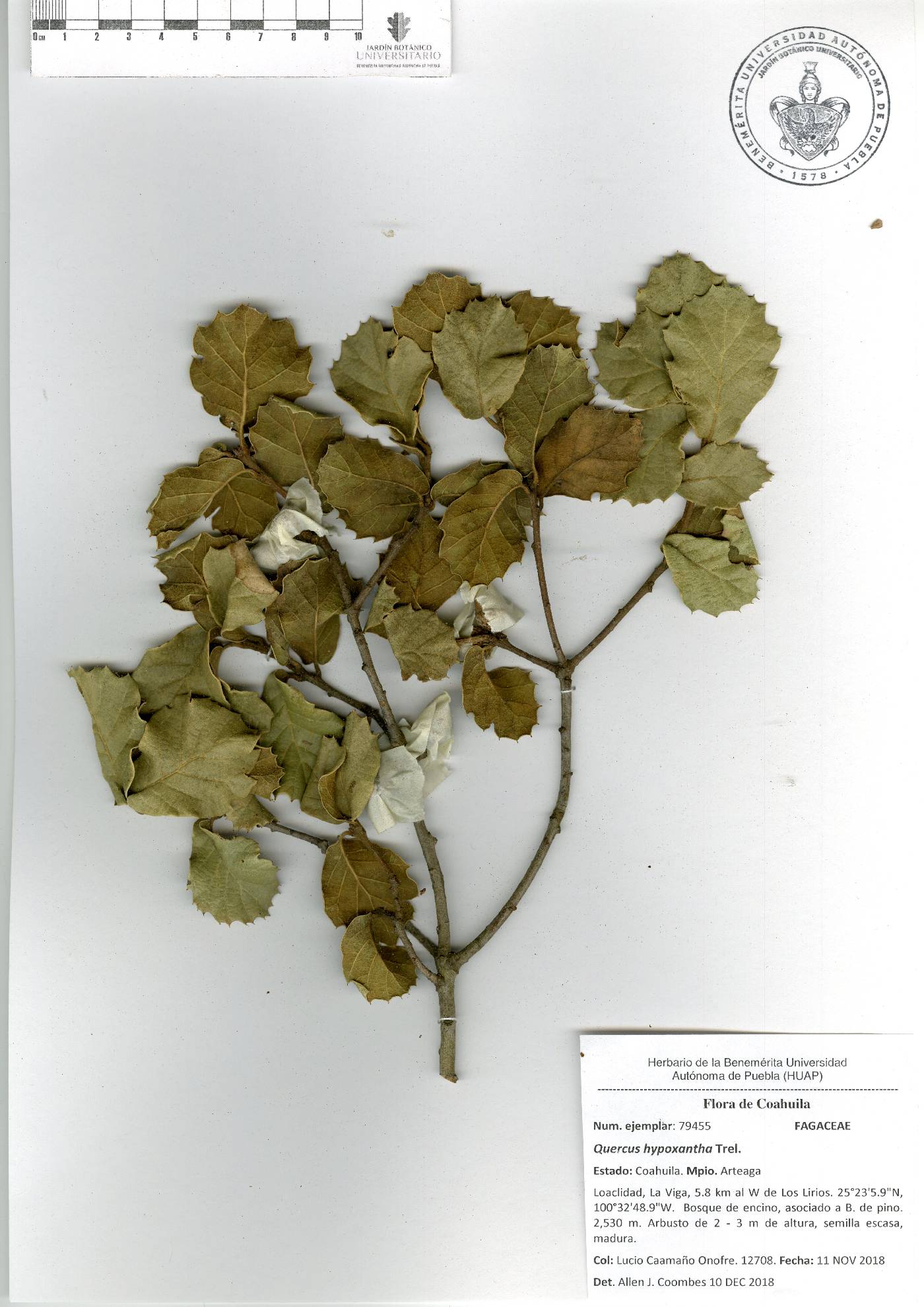 Quercus hypoxantha image