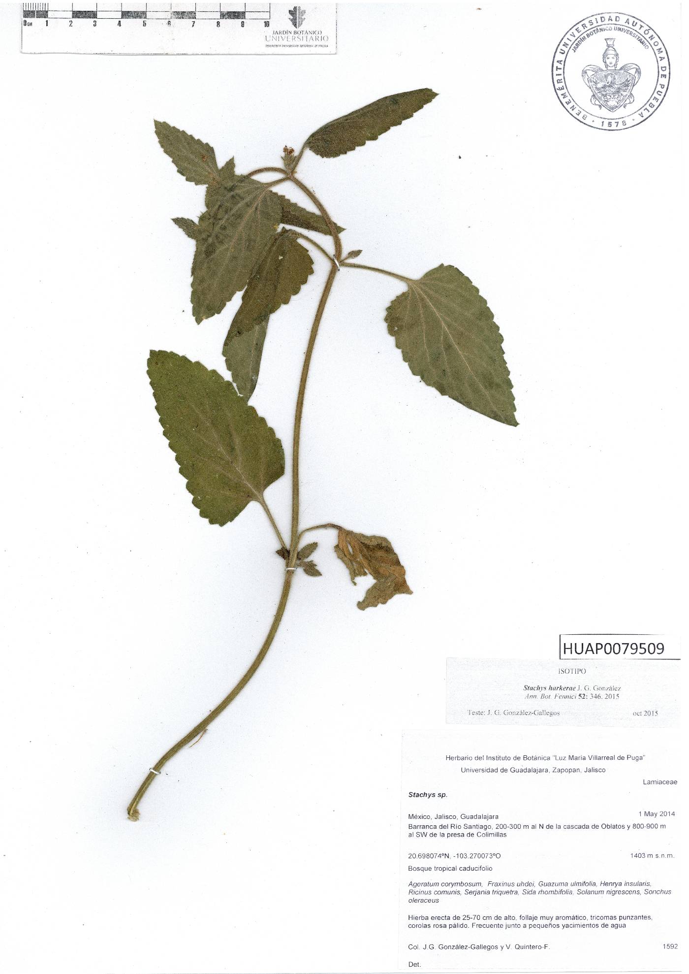 Stachys harkerae image