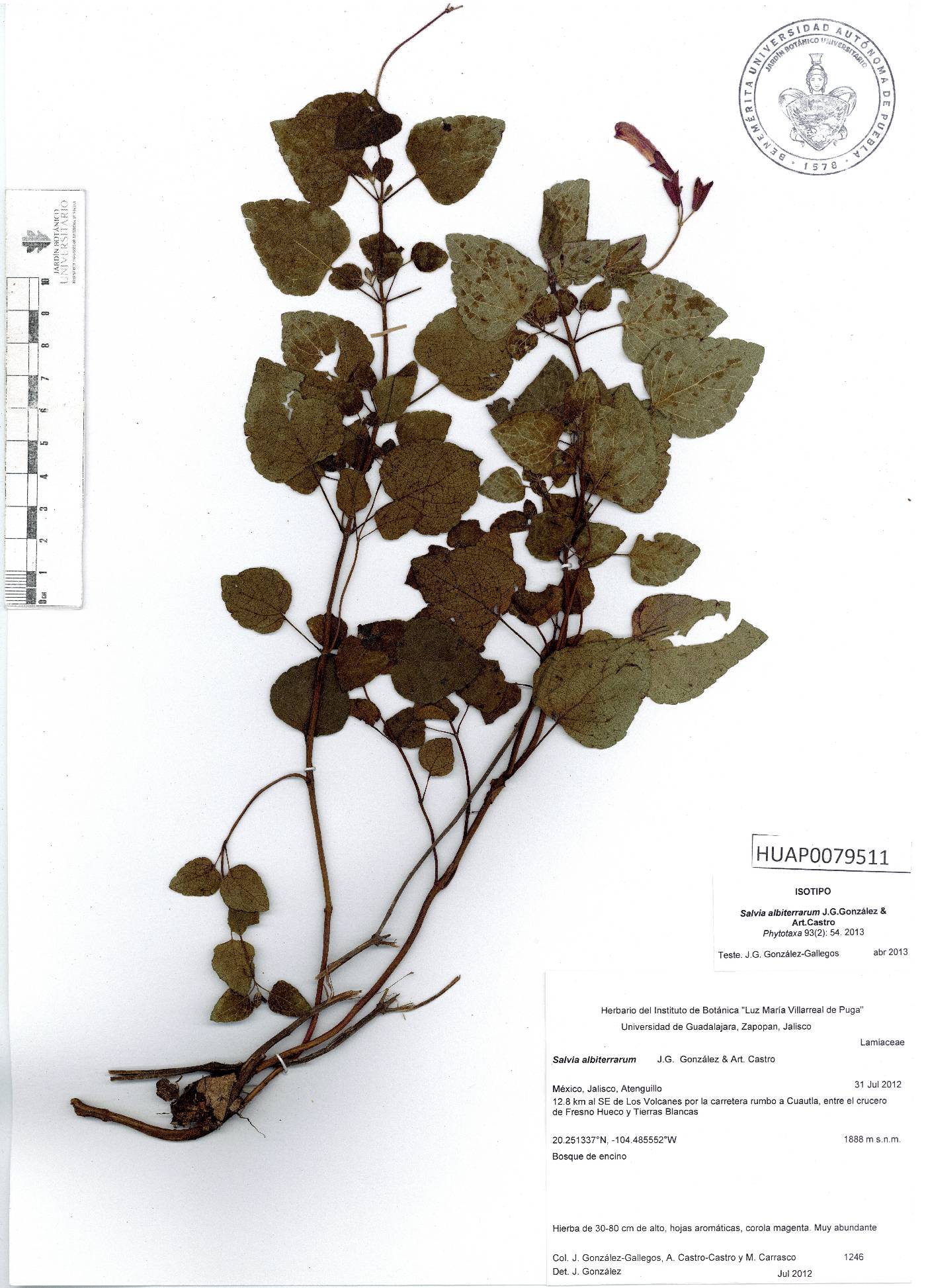 Salvia albiterrarum image