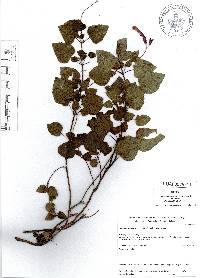 Image of Salvia albiterrarum