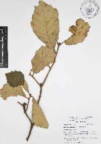 Quercus candicans image