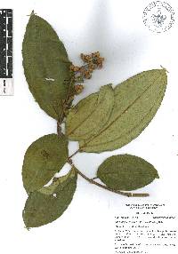 Miconia subhirsuta image