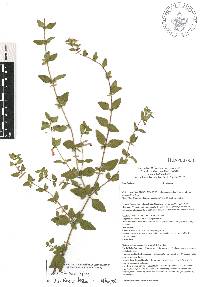 Scutellaria macra image