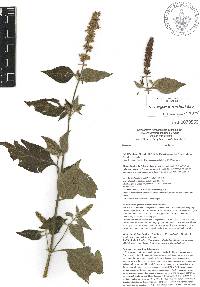 Salvia longispicata image