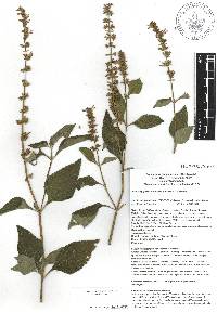 Salvia longispicata image