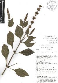 Salvia longispicata image