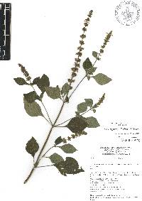 Salvia longispicata image