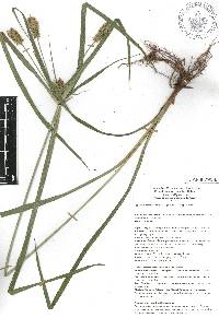 Cyperus hermaphroditus image