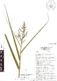 Scleria bracteata image