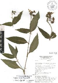 Tinantia erecta image