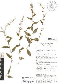 Callisia monandra image