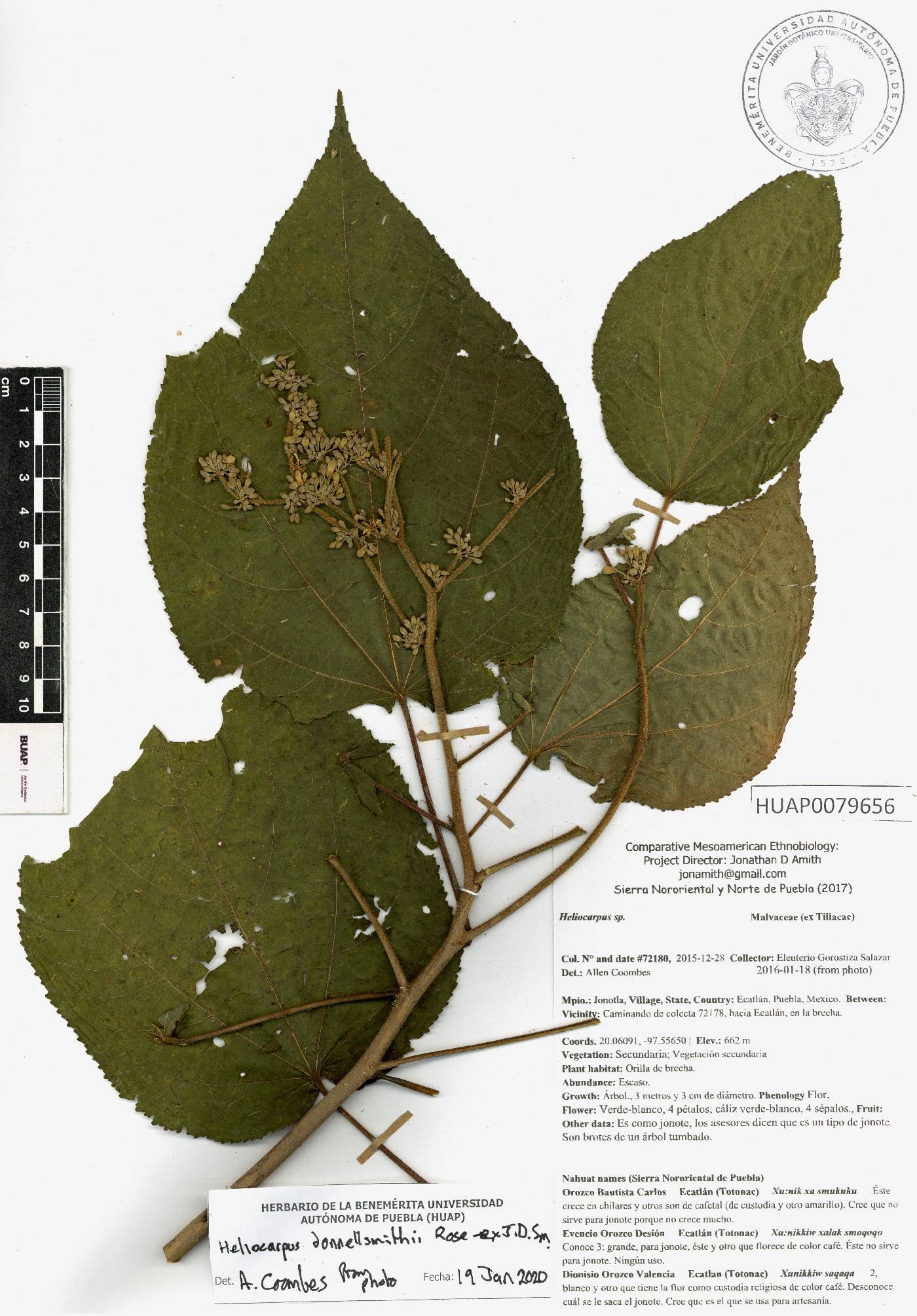 Heliocarpus donnellsmithii image