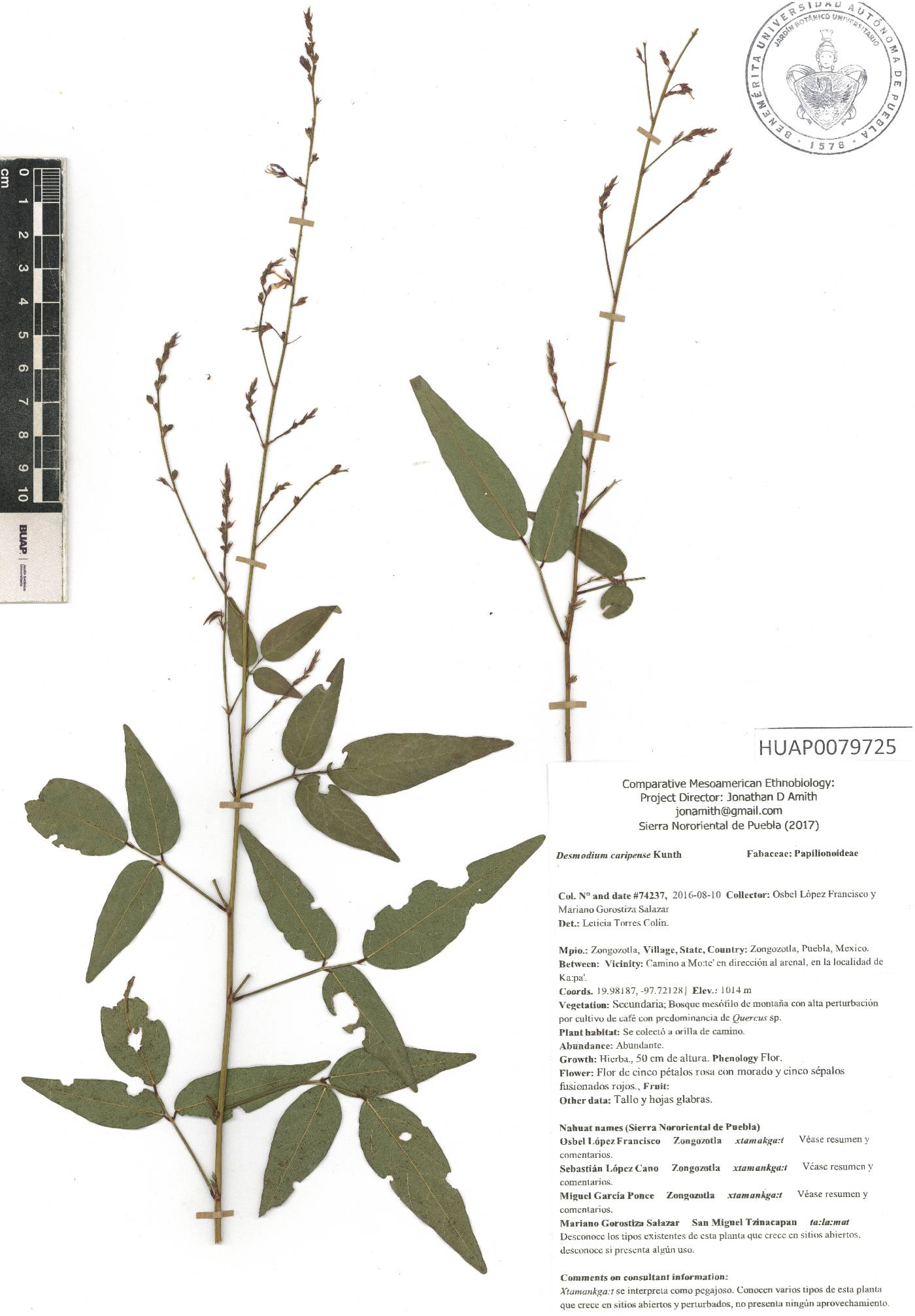 Desmodium caripense image