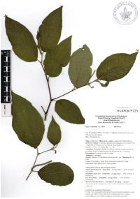 Piper dilatatum image