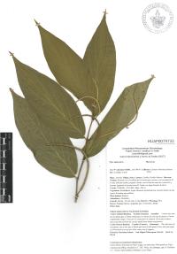 Piper aduncum image