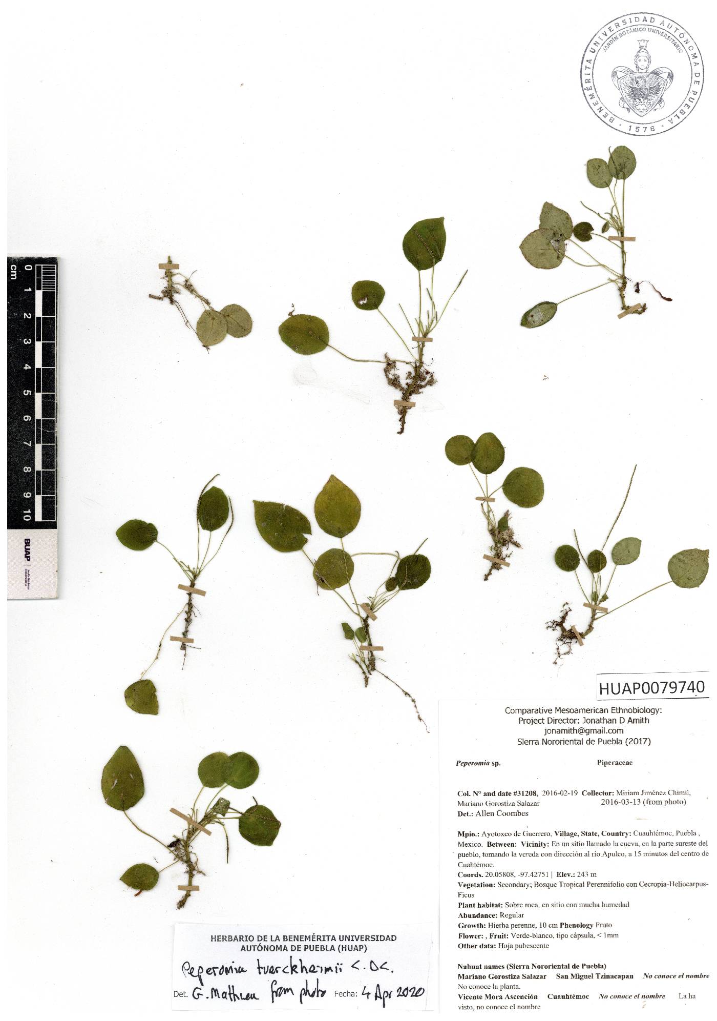 Peperomia tuerckheimii image